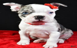 Frenchton dogs for sale: Flash - Image 8