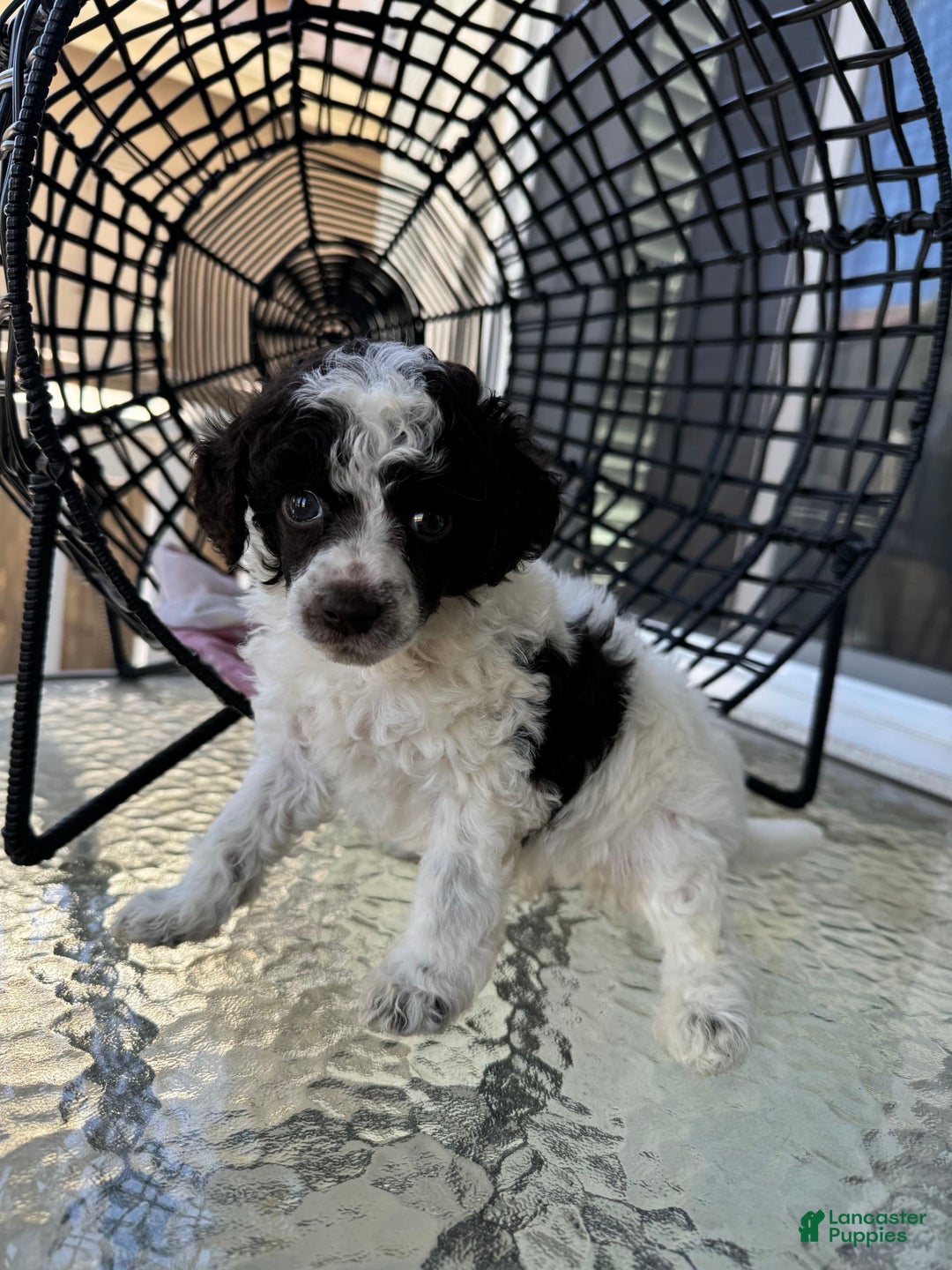 Miniature Poodle dogs for sale: Captain America - Image 10