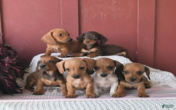 Miniature Dachshund dogs for sale: Rosie - Image 3