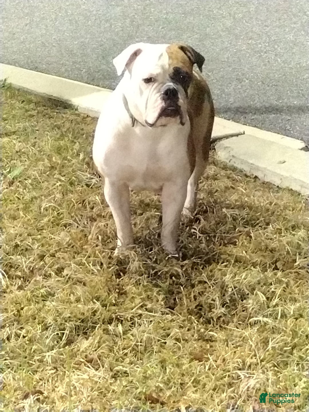 American Bulldog dogs for sale: Chief - Image 2