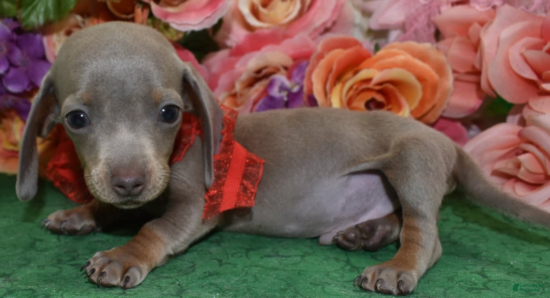 Miniature Dachshund dogs for sale: AKCTobyIsabelleTanminiaturedachshundpuppy - Image 3