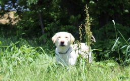 Goldador dogs for sale: Allen - Image 3