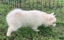 Alaskan Klee Kai dogs for sale: Fluffy Lil Tiki - Image 10