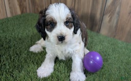 Cavapoo dogs for sale: Cocoa Girl 3 - Image 2