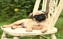 Pug dogs for sale: Trigger - Image 8