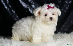 Maltese dogs for sale: Mizzie - Image 5