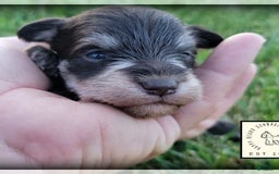 Miniature Schnauzer dogs for sale: Jack - Image 8