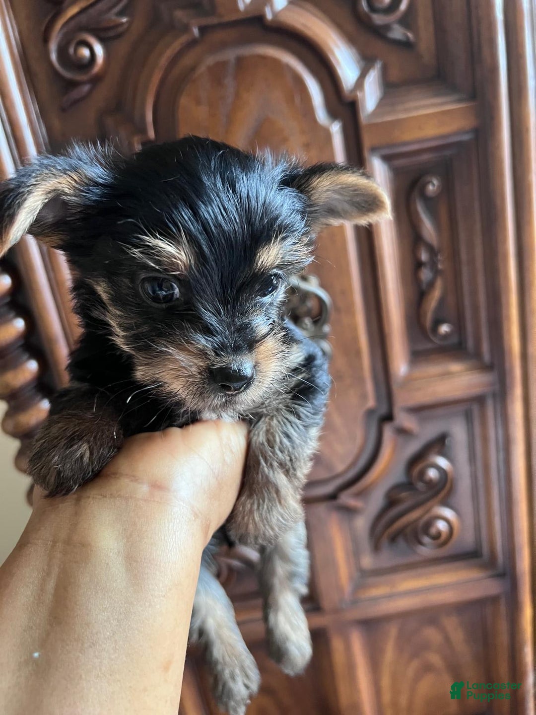 Yorkshire Terrier dogs for sale: Milo - Image 2