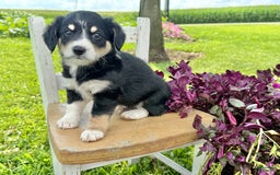 Welsh Corgi Pembroke dogs for sale: Welsh Corgi (Pembroke) 5 puppies - Image 4