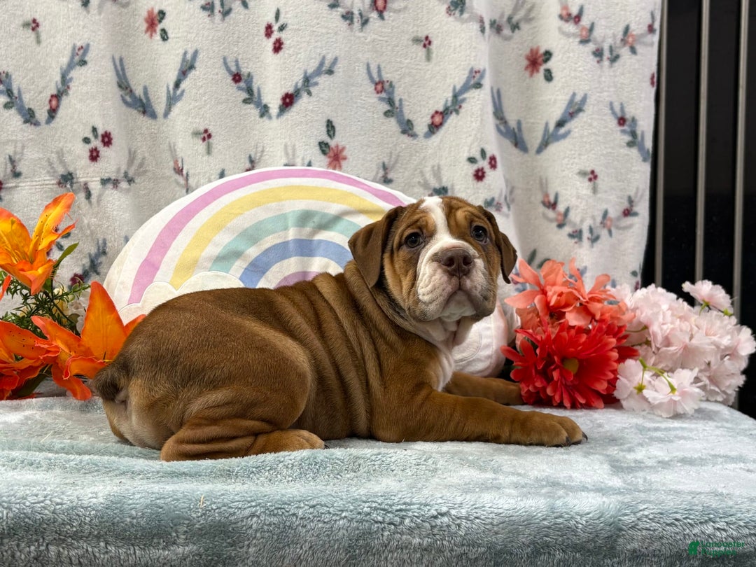 English Bulldog dogs for sale: Kayla 6830 - Image 2
