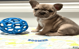 Frenchton dogs for sale: Boomer - Image 1