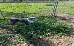  dogs for sale: Toy Australian Shepherd 2 puppies - Image 2