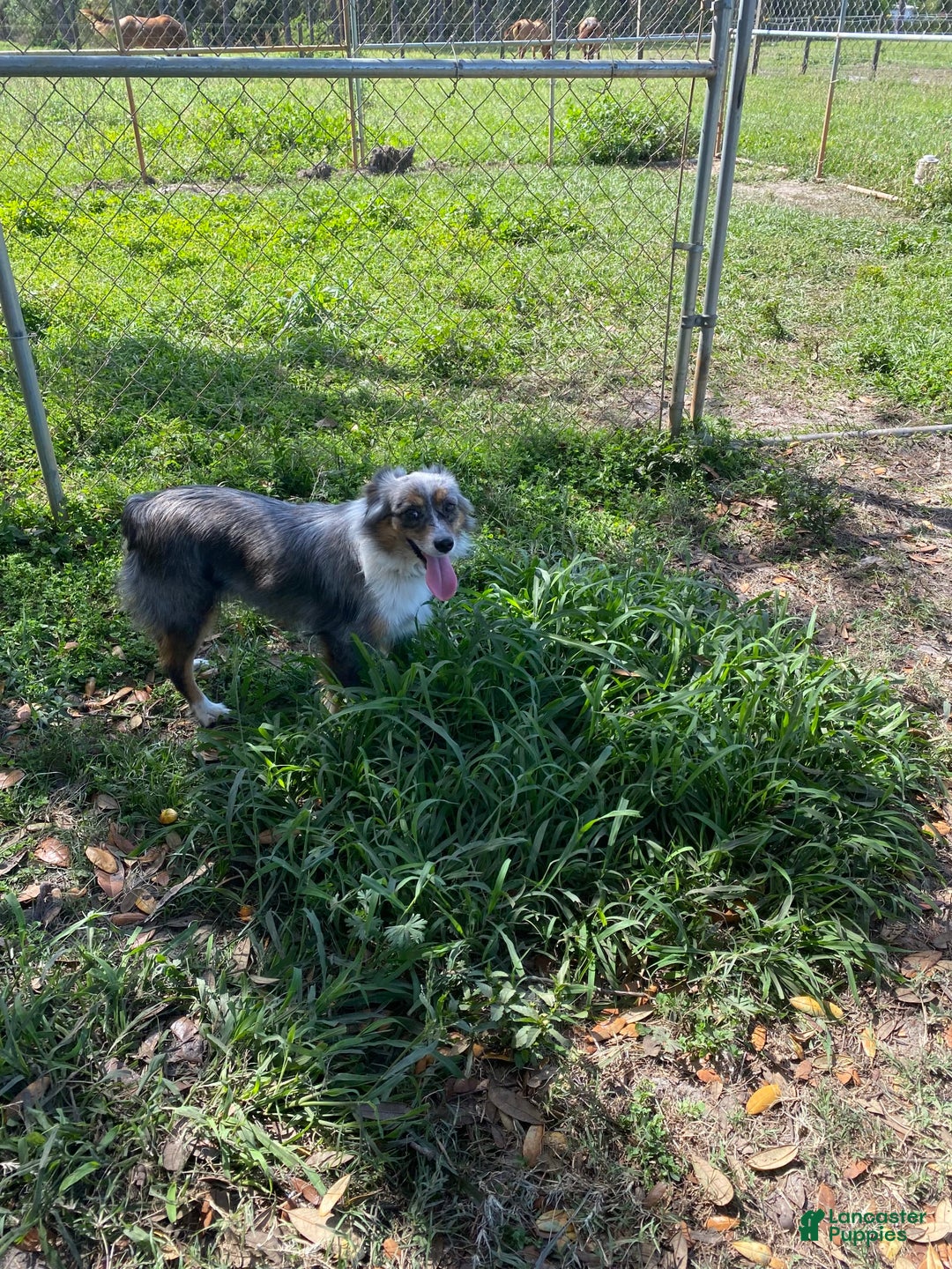  dogs for sale: Toy Australian Shepherd 2 puppies - Image 2