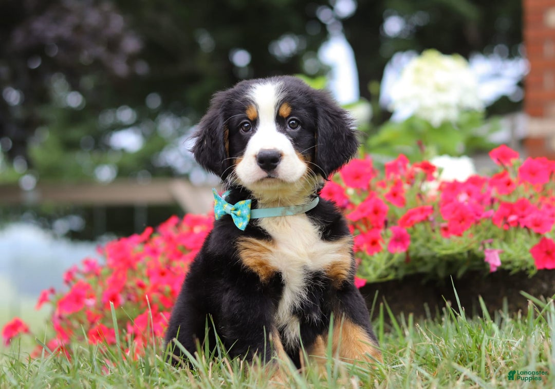 Bernese Mountain Dog dogs for sale: Koda - Image 8