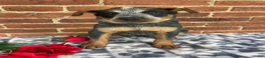 Mable