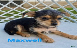 Chihuahua dogs for sale: Maxwell - Image 1