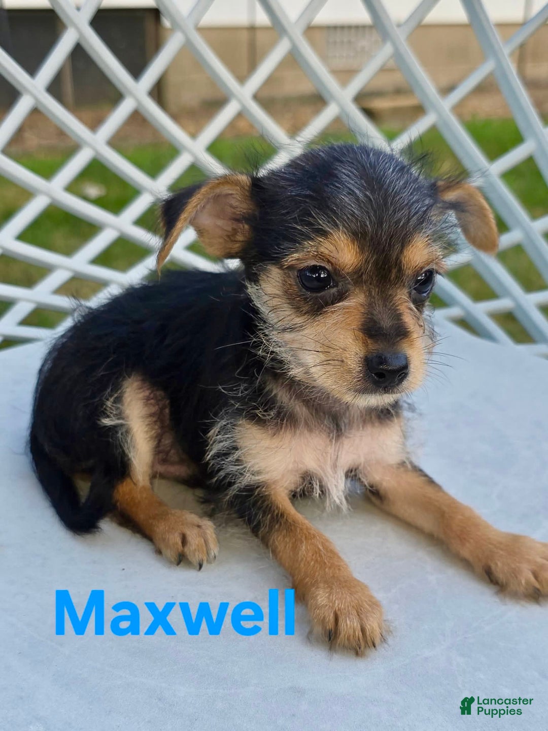 Chihuahua dogs for sale: Maxwell - Image 1