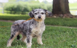 Mini Aussiedoodle dogs for sale: Blaze - Image 7