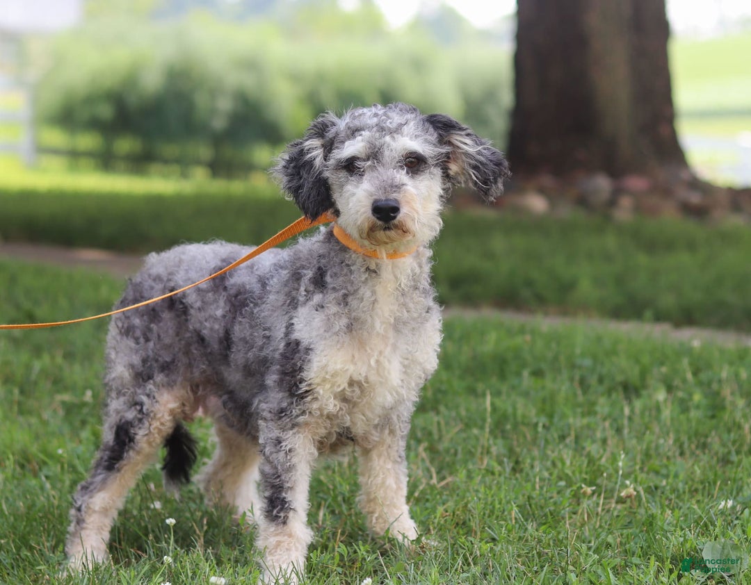 Mini Aussiedoodle dogs for sale: Blaze - Image 7