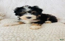 Mini Bernedoodle dogs for sale: Banana Split - Image 1