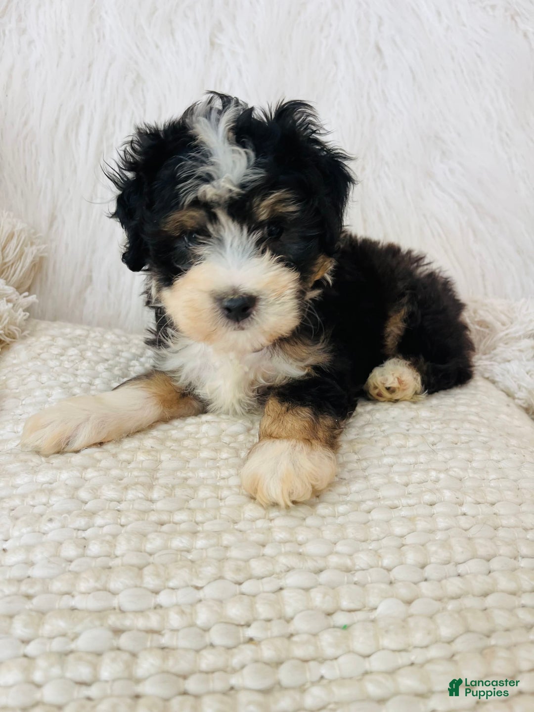 Mini Bernedoodle dogs for sale: Banana Split - Image 1