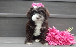 Cockapoo dogs for sale: Laci - Image 6