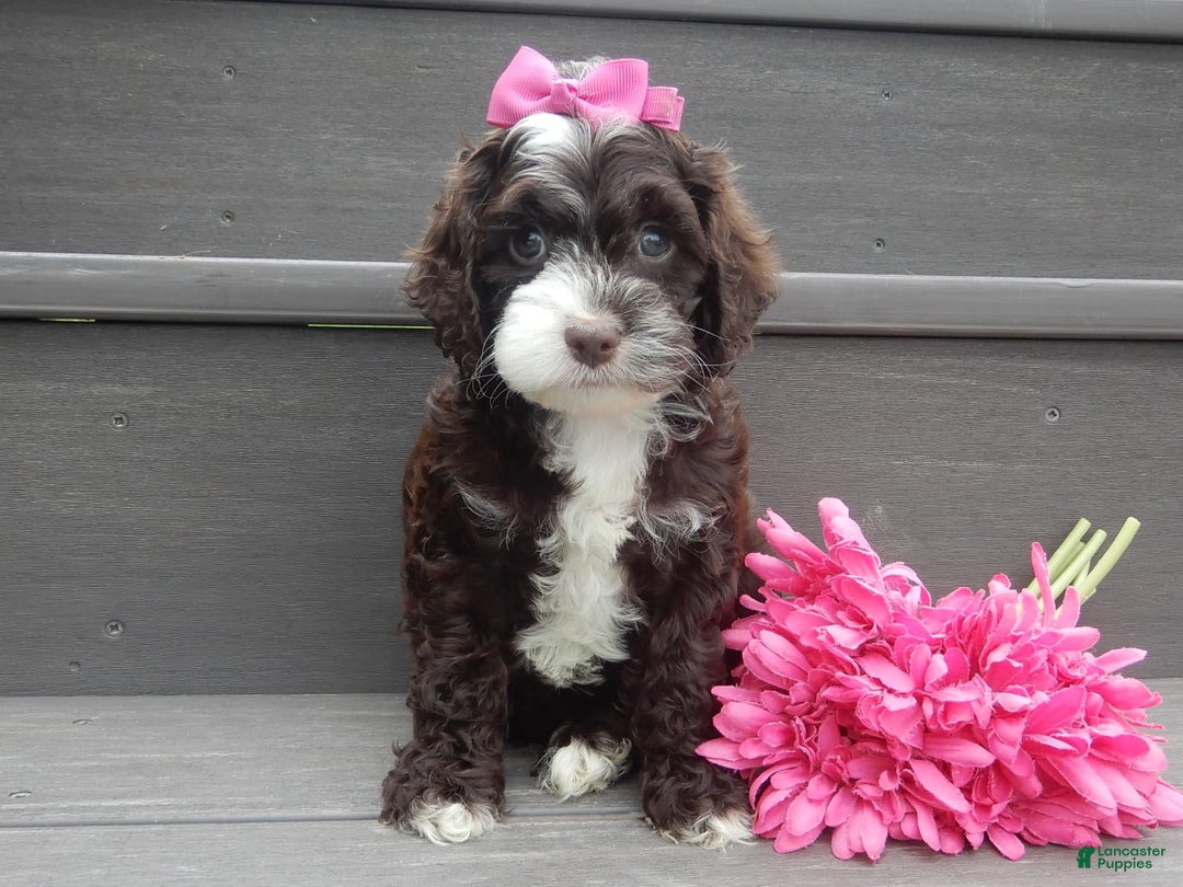 Cockapoo dogs for sale: Laci - Image 6