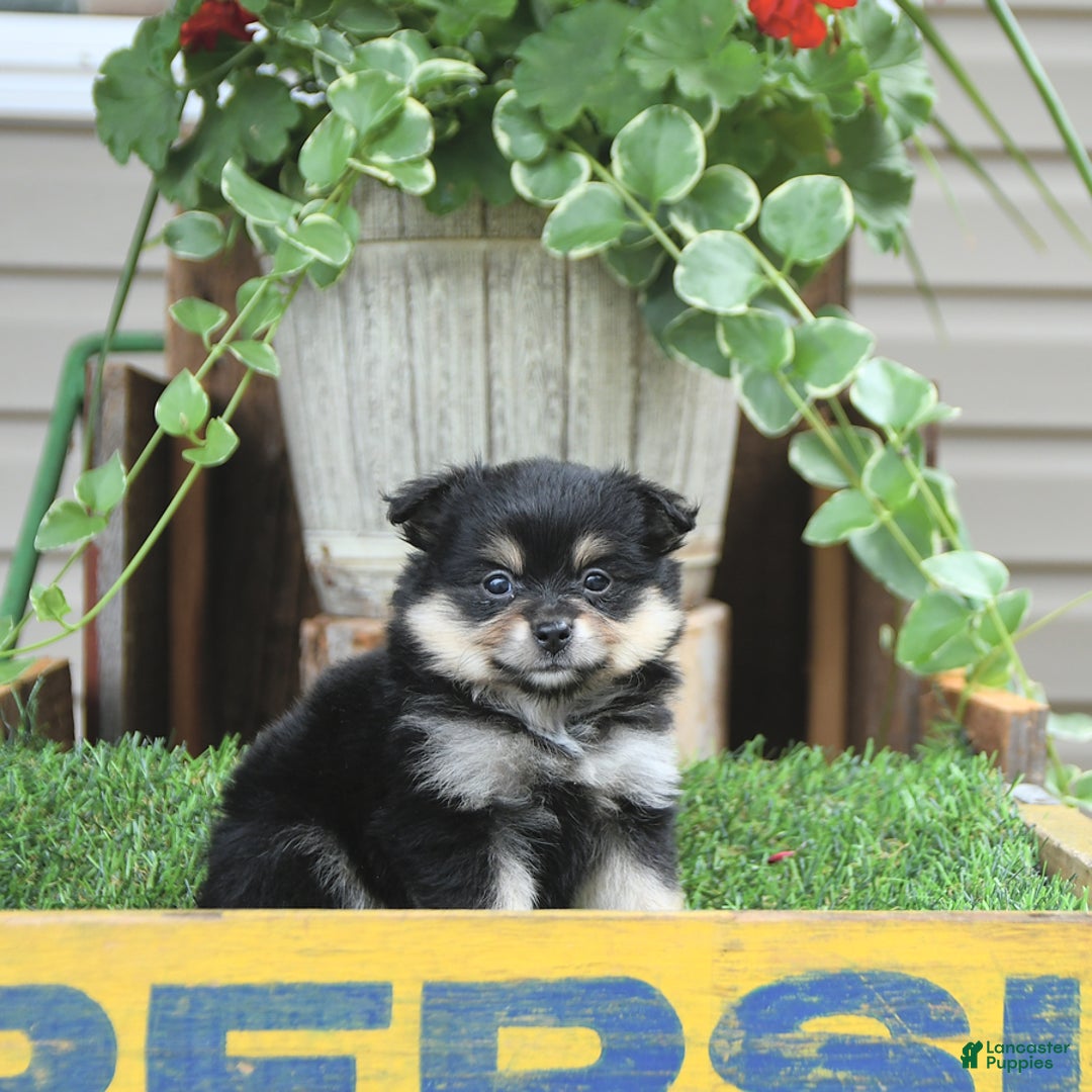 Pomeranian dogs for sale: Amber - Image 7