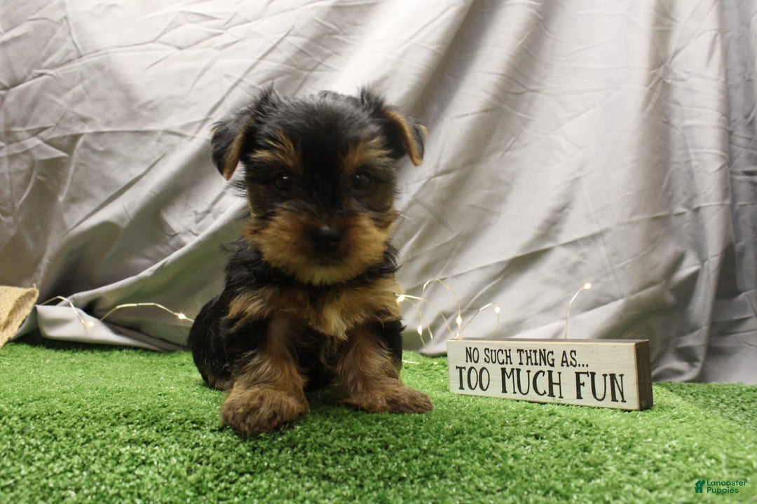 Yorkshire Terrier dogs for sale: Cody - Image 1