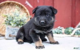 German Shepherd dogs for sale: Sushi - Image 9