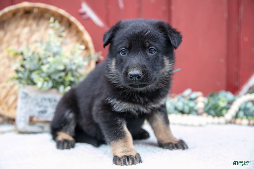 German Shepherd dogs for sale: Sushi - Image 9