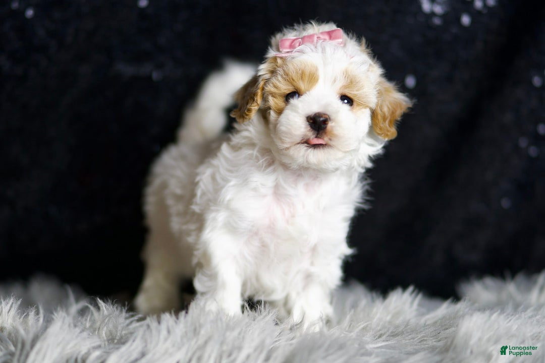 Maltipoo dogs for sale: May - Image 8