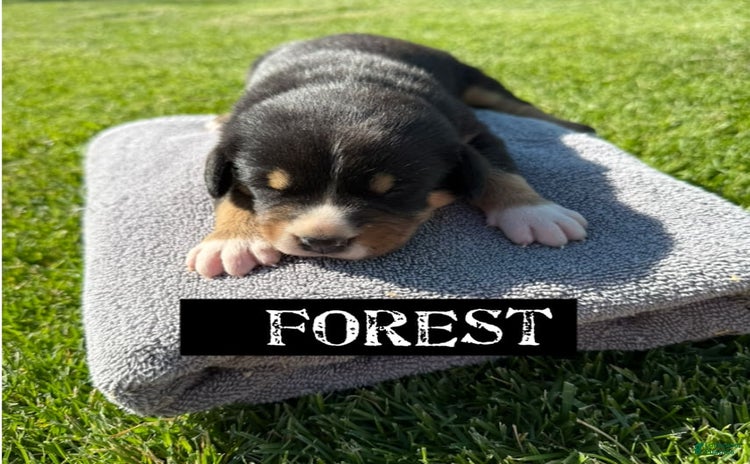 Greater Swiss Mountain Dog dogs for sale - Ad 5