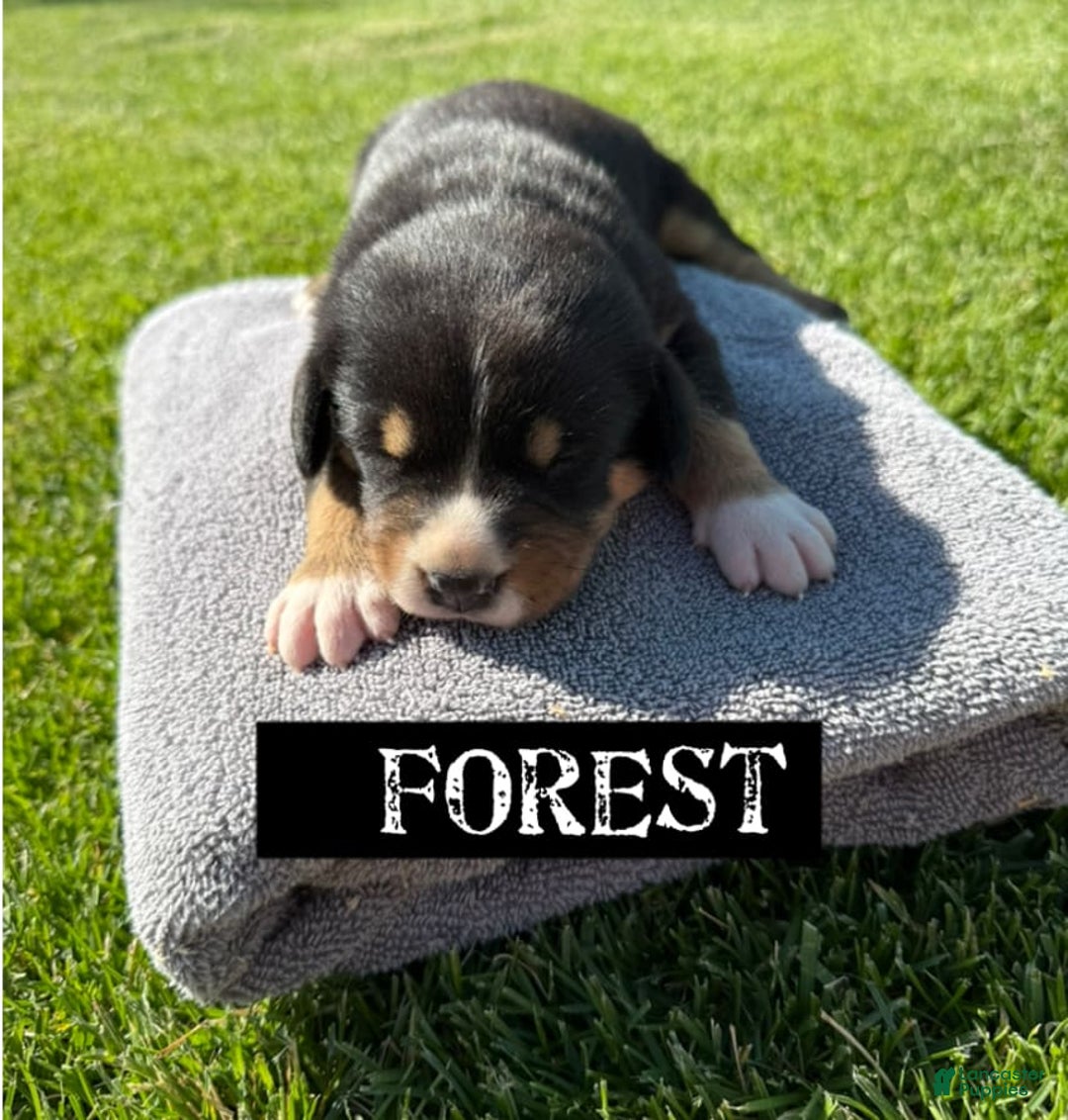 Greater Swiss Mountain Dog dogs for sale: Forest - Image 1