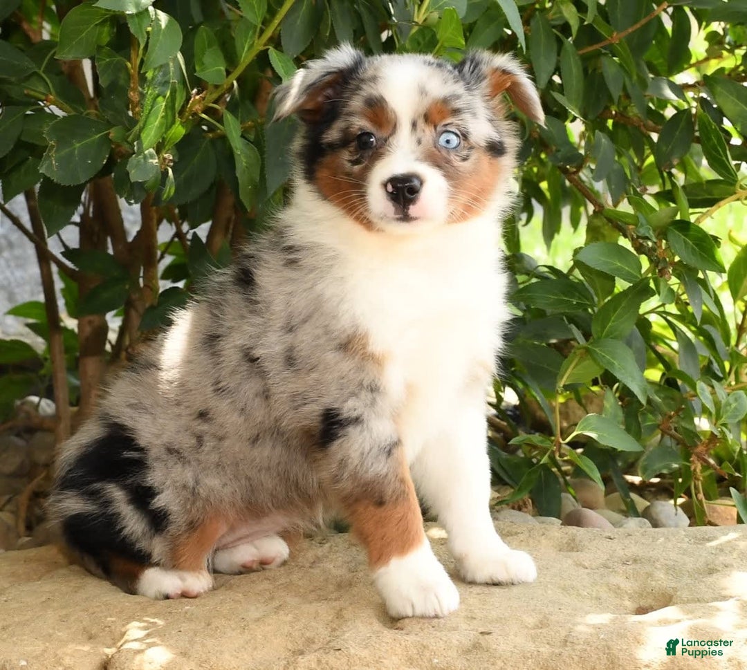 Miniature Australian Shepherd dogs for sale: Avery - Image 9