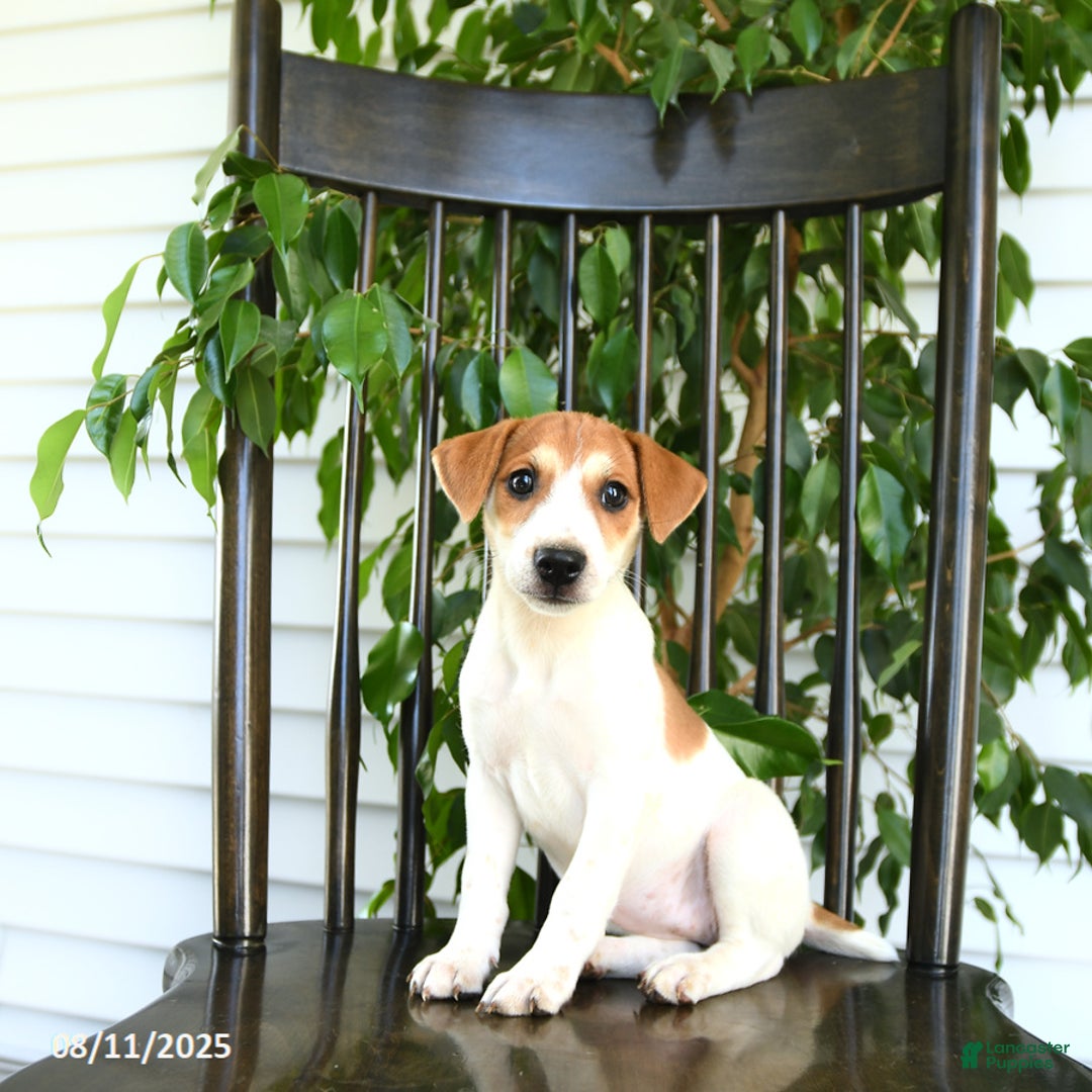 Jack Russell Terrier dogs for sale: Zara - Image 3