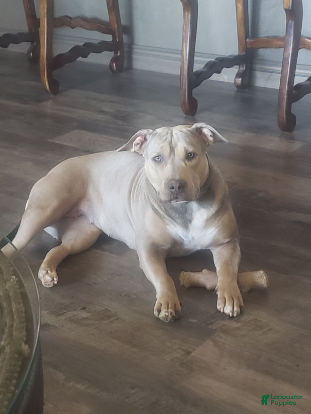 American Bully dogs for sale: Socks - Image 87