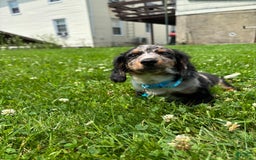 Miniature Dachshund dogs for sale: Polo - Image 1