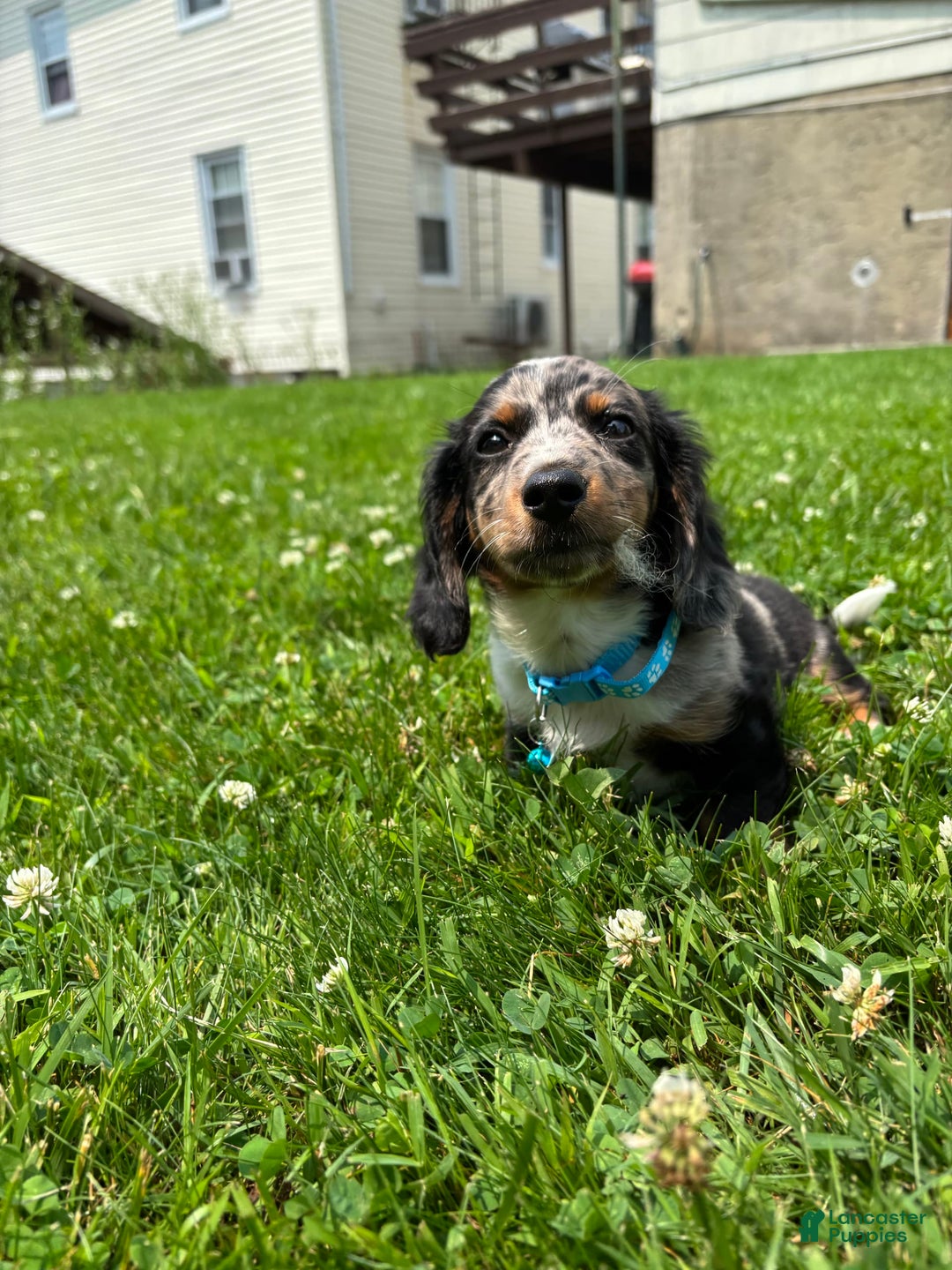 Miniature Dachshund dogs for sale: Polo - Image 1