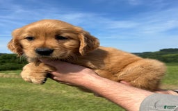 Golden Retriever dogs for sale: Pumpkin - Image 1