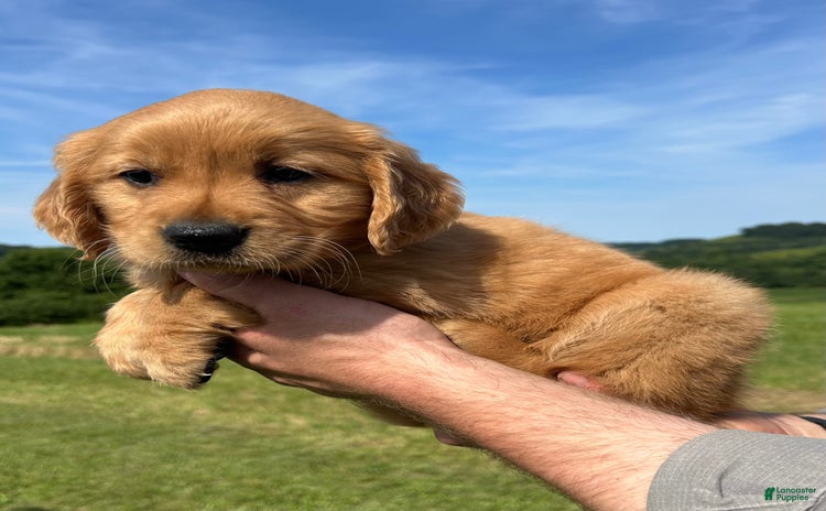 Golden Retriever dogs for sale - Ad 4