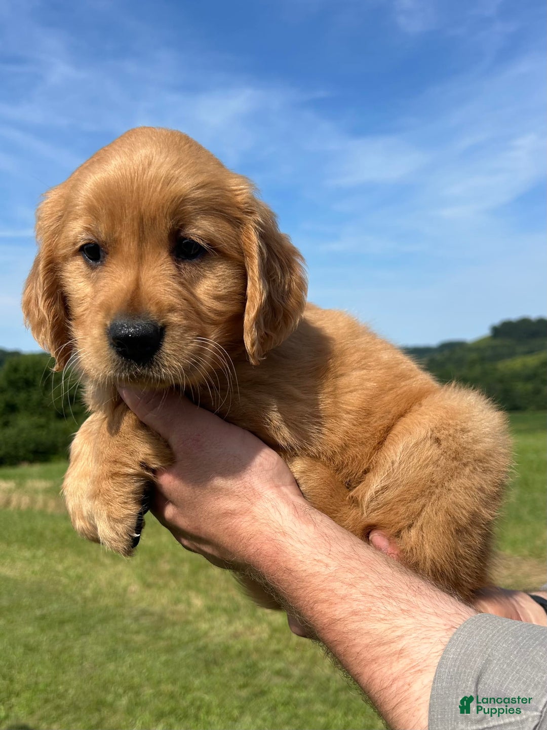 Golden Retriever dogs for sale: Pumpkin - Image 1