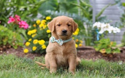 Golden Retriever dogs for sale: Mahlon - Image 1