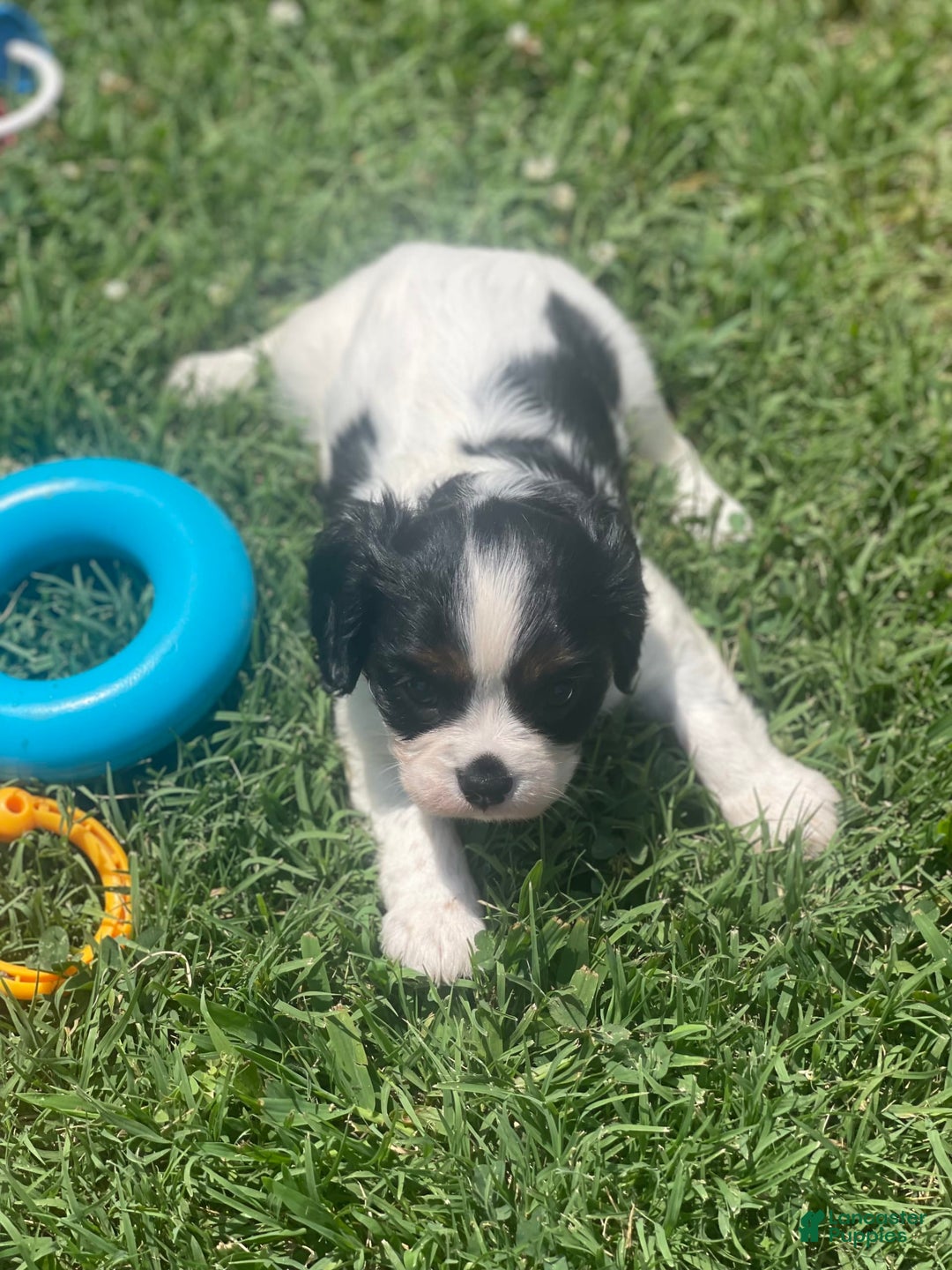 Cavalier King Charles Spaniel dogs for sale: Puppy 29 - Image 5