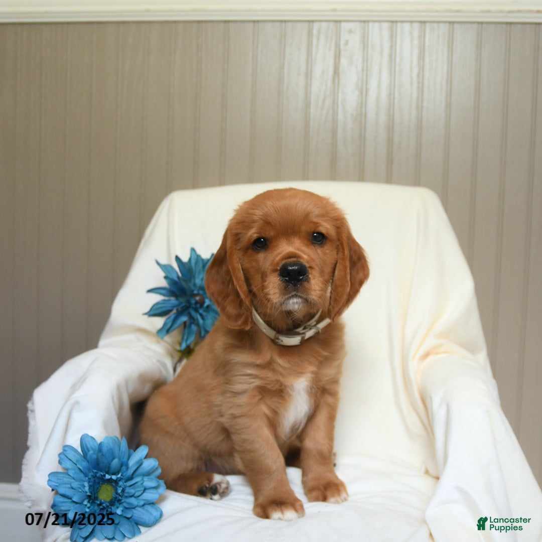 Miniature Golden Retriever dogs for sale: Rusty - Image 1