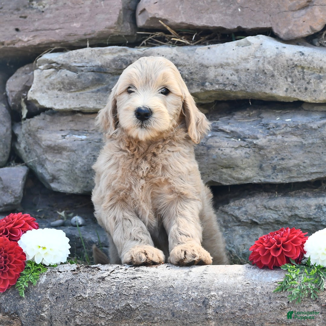 Mini Goldendoodle dogs for sale: Skye - Image 4