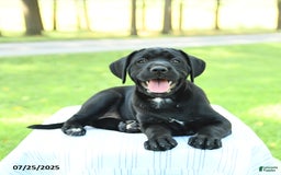 Cane Corso dogs for sale: Marigold - Image 5