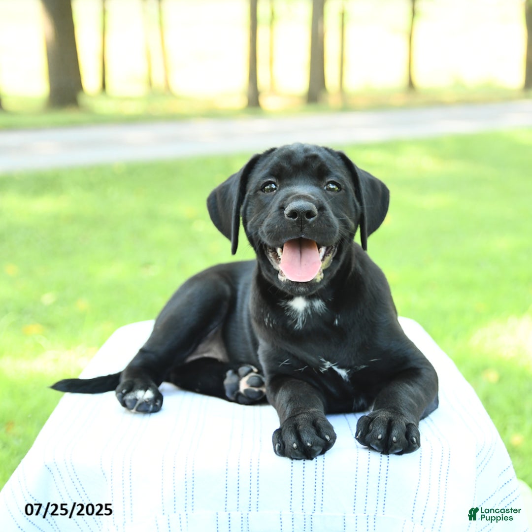 Cane Corso dogs for sale: Marigold - Image 5