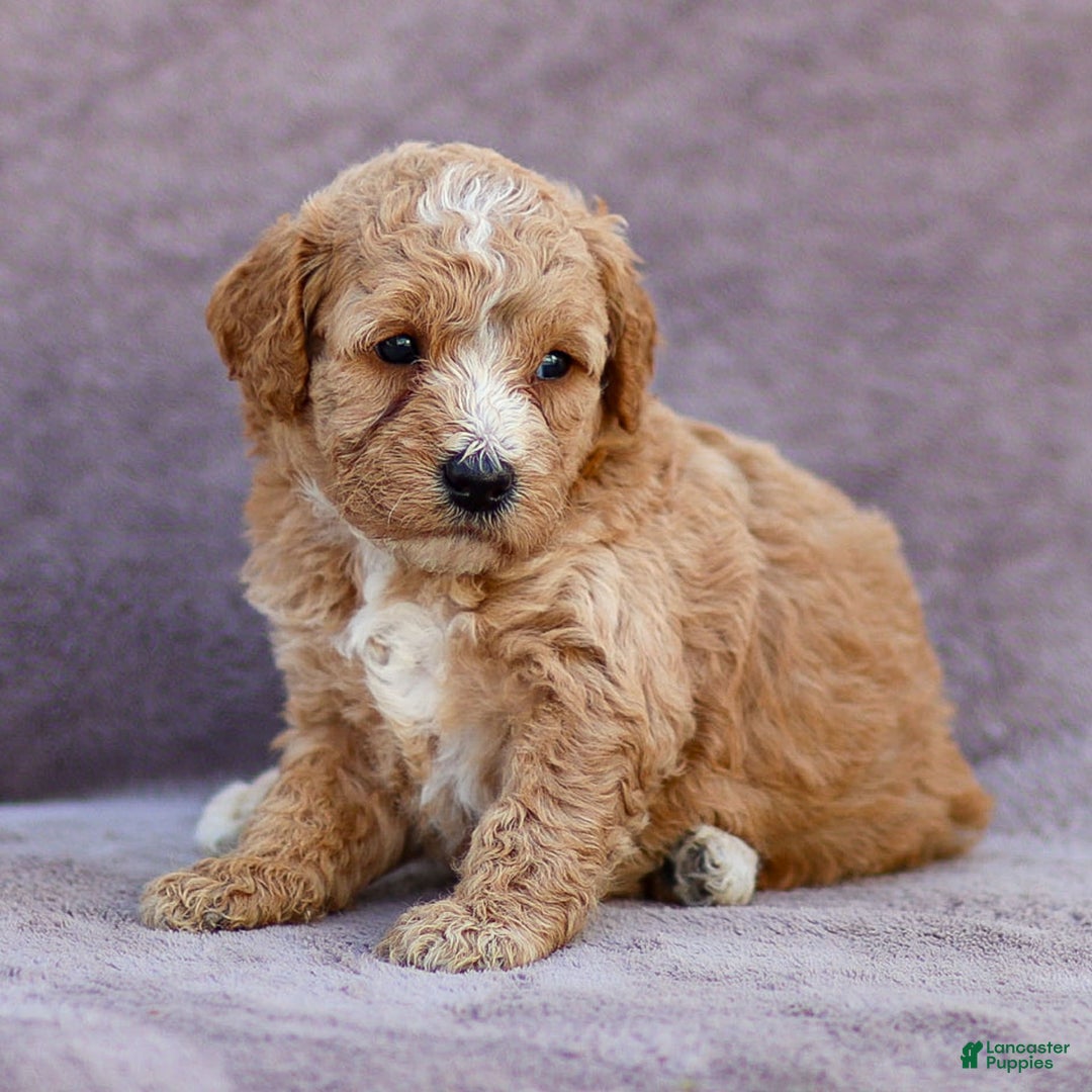 Goldendoodle dogs for sale: Ocean - Image 5
