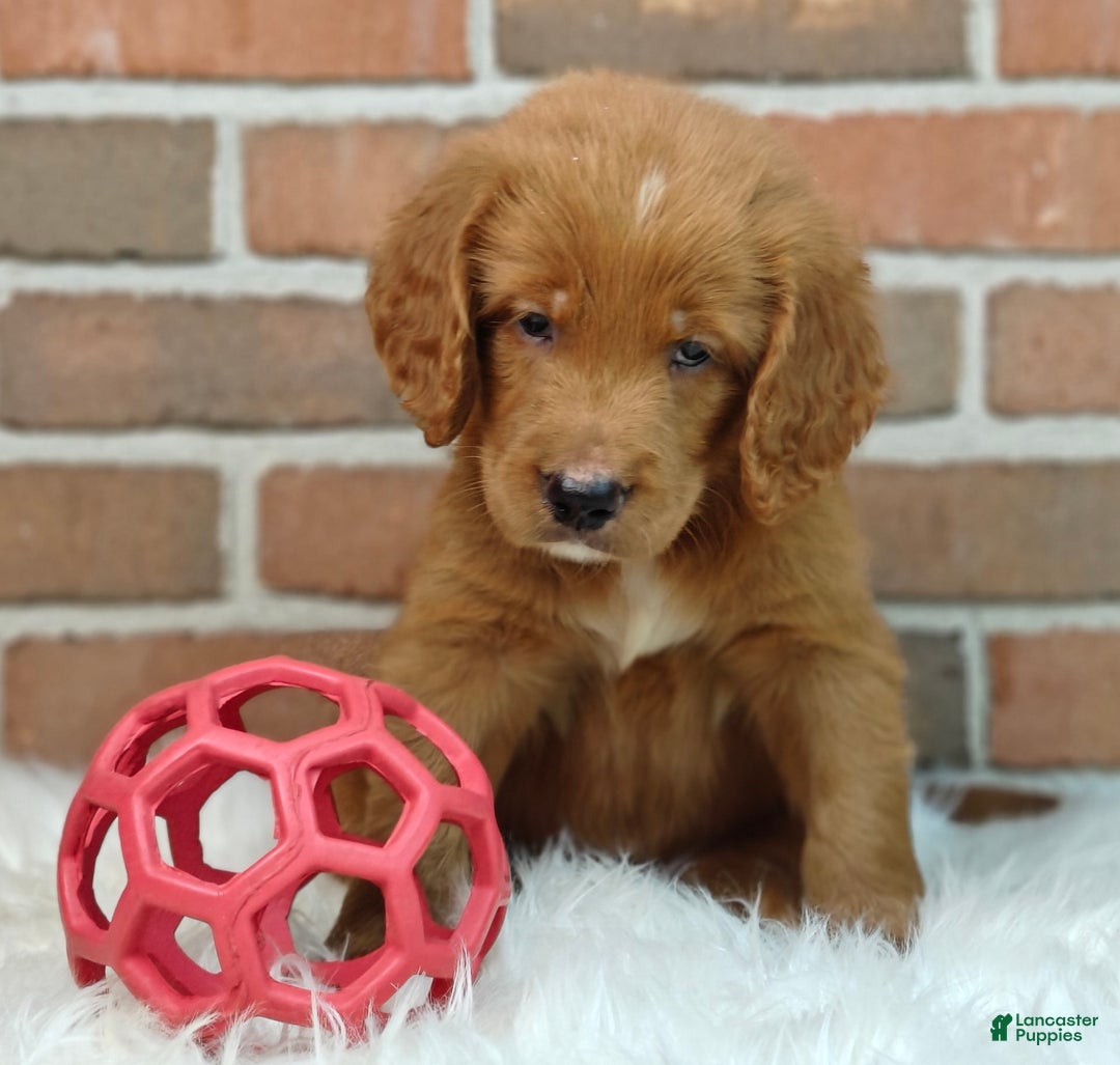 Goldendoodle dogs for sale: River - Image 22